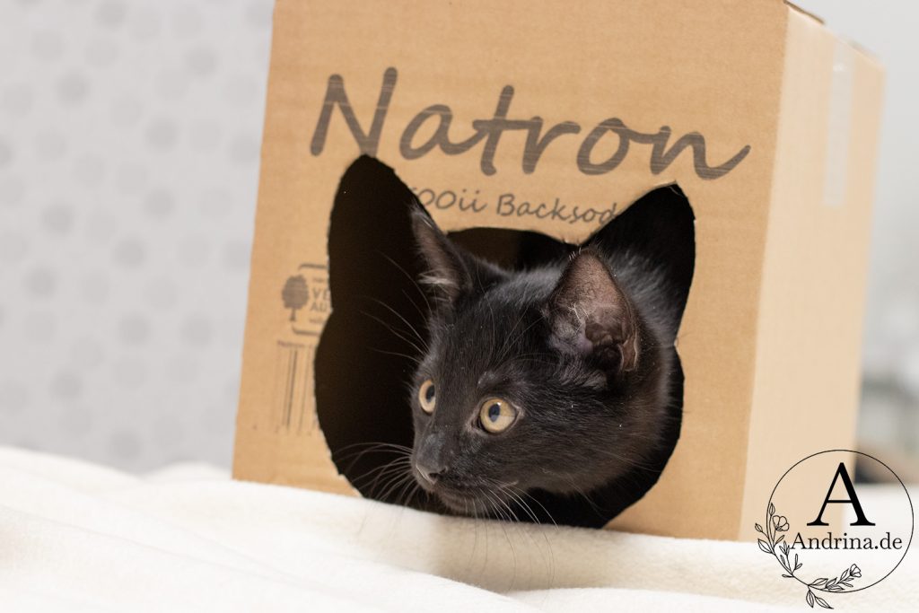 Natron und Katzen