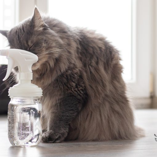 Wasserstoffperoxid Katze