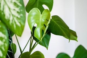 Wasserstoffperoxid für Zimmerpflanzen