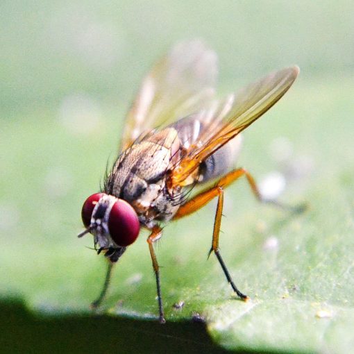 Fruchtfliege