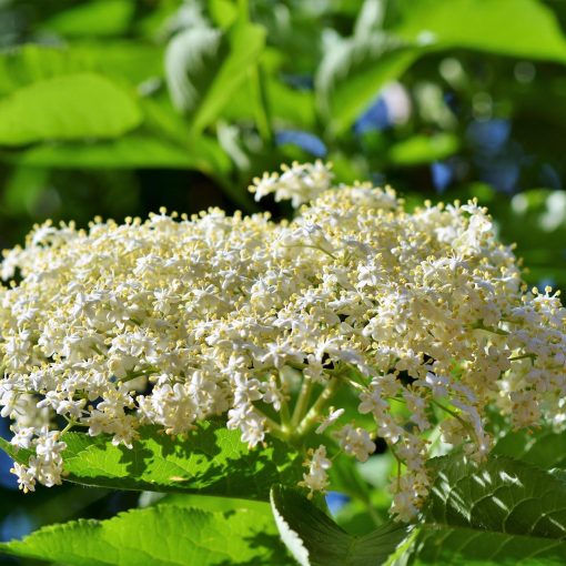 Holunderblütensirup