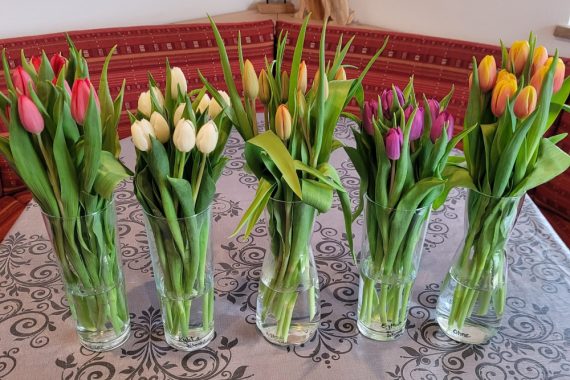 Fünf Wunderschöne Tulpen Sträuße in glas Vasen